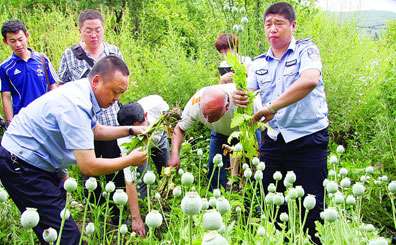 吉林市禁毒支队铲除一罂粟种植点_中国广播网
